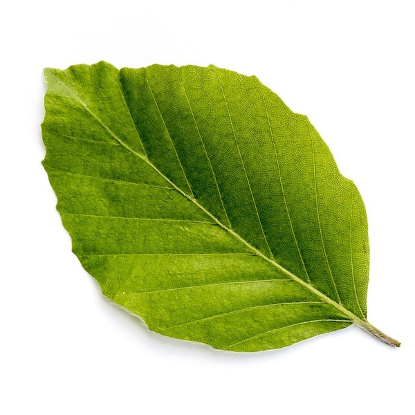 Logo: simpleng dahon